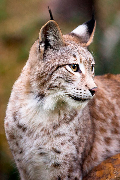 Lince pardina Lince pardina