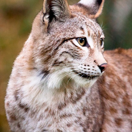 Lynx ibérique