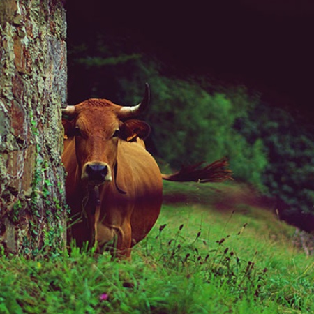 Vaches dans les Asturies