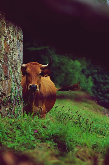 Vacas em Astúrias