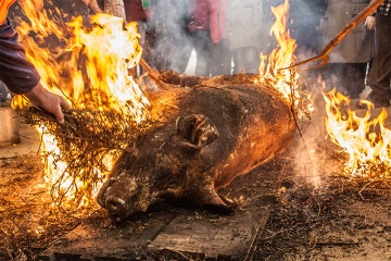 ラリン（ガリシア州ポンテベドラ県）のコシード祭で行われる伝統的な豚の屠殺