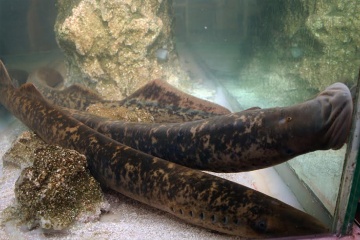 Aquariums contenant des lamproies (type de poisson bleu) lors de la fête de la lamproie d’Arbo (province de Pontevedra, Galice)