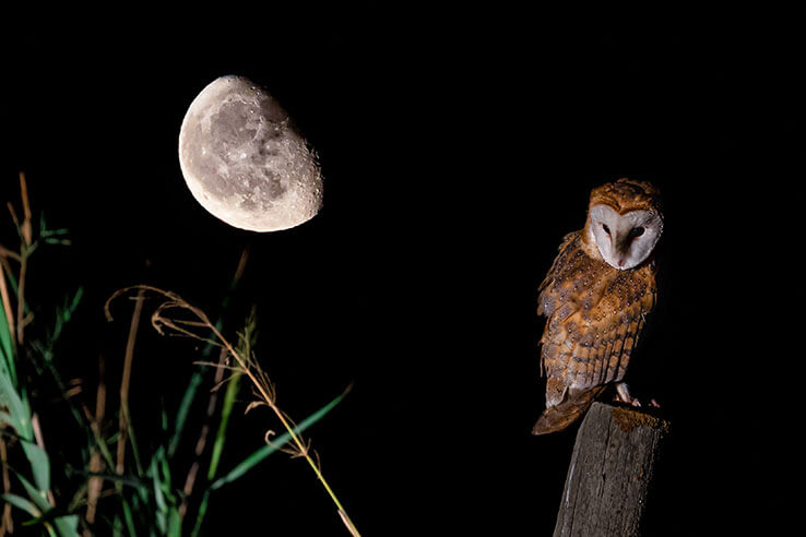 Effraie des clochers de nuit Effraie des clochers de nuit