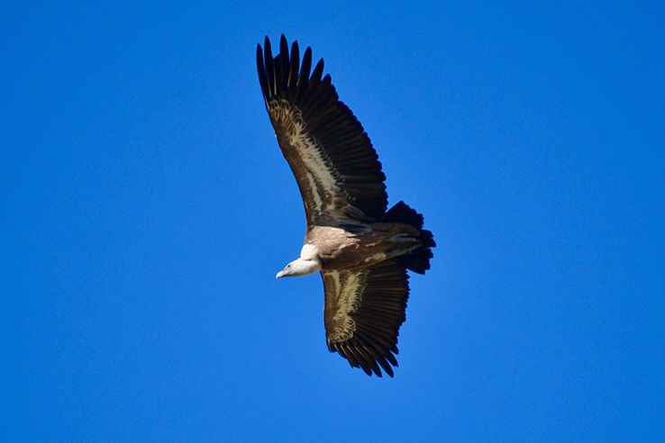 Gänsegeier Gänsegeier