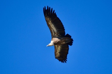 Un vautour
