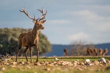 Un cerf en premier plan