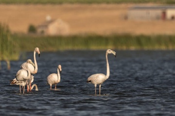 Flamingos