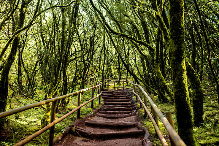 Sendero que atraviesa el bosque Sendero que atraviesa el bosque