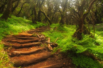 Path with tree trunks crossing the park