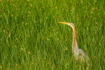 Purple heron