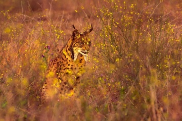 Pardelluchs im Nationalpark Doñana