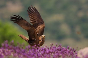 Black kite