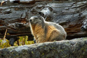 Wildlife in Aigüestortes i Estany de Sant Maurici National Park