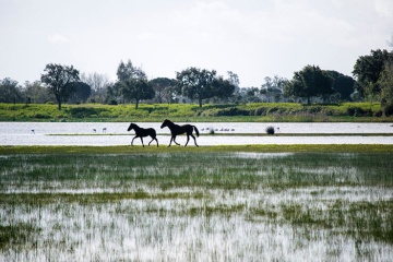 Cavalli al trotto sulle rive delle paludi