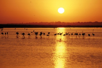 Coucher de soleil sur les marais et silhouettes de flamants roses