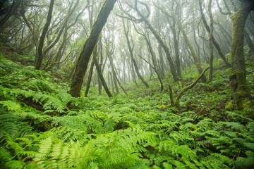 Une forêt sous la brume