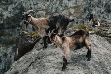 Des chèvres dans les Pics d