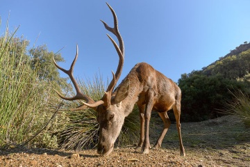 Un cerf dans le parc national de la Sierra de las Nieves, Malaga