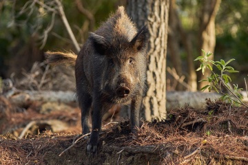 Un sanglier dans le parc national de la Sierra de las Nieves, Malaga