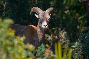 Fauna no Parque Nacional da Sierra de las Nieves, Málaga