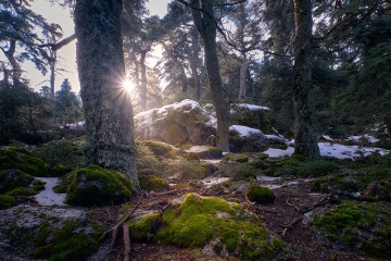 Spanish Fir Forest in the Sierra de las Nieves National Park, Málaga