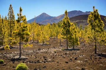 Bosques de pinheiros se estendem até o cume do Teide