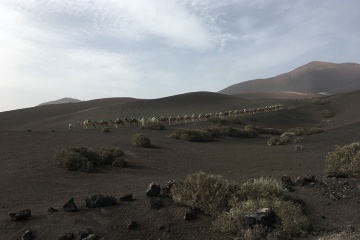 Grupo de camelos