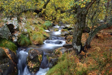 Fluss im Herbst