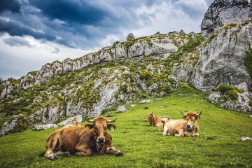 Cows grazing