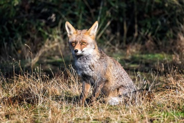 Fox