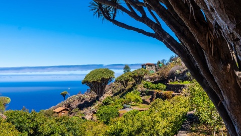  Las Tricias hiking path in Garafía, island of La Palma