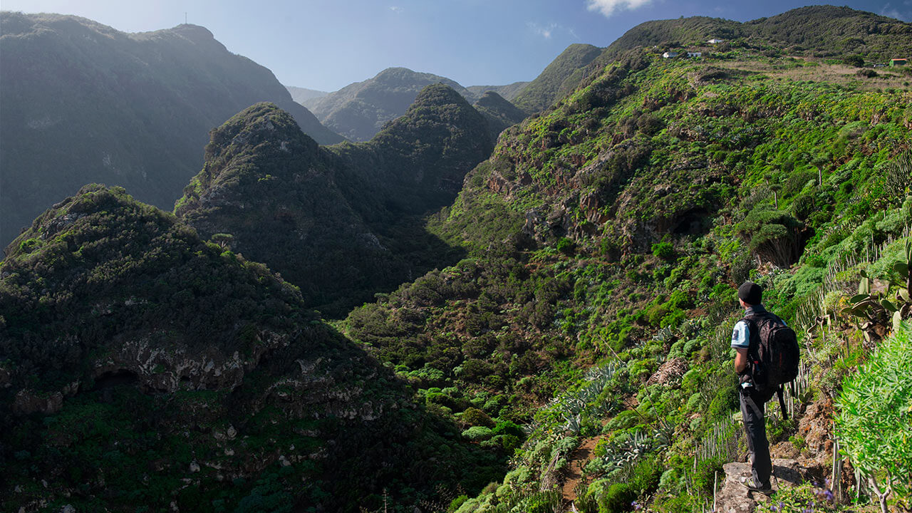 Parque natural de Las Nieves en la isla de La Palma  Parque natural de Las Nieves en la isla de La Palma