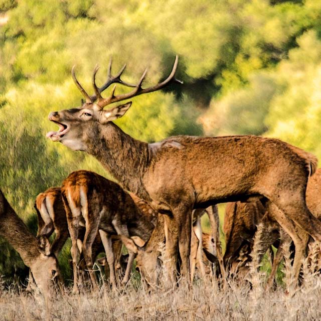 Brame du cerf dans le parc naturel de Los Alcornocales