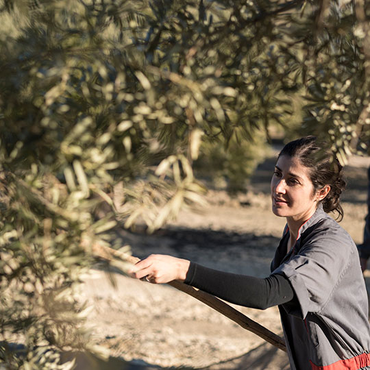 Raccolta di olive in un campo dell’Andalusia