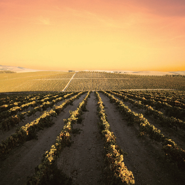 Fêtes des vendanges de Jerez