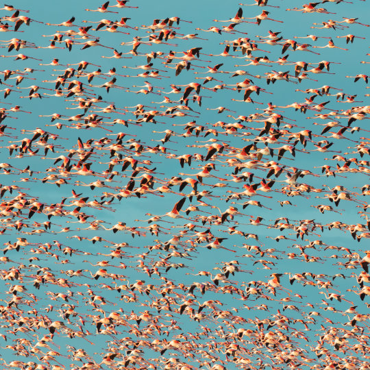 Una moltitudine di fenicotteri che volano nel Parco naturale e nazionale di Doñana a Huelva, Andalusia