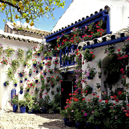 Patio in Córdoba during the celebrations for the Córdoba Patios Festival