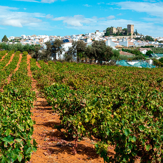 Viñedos de Pedro Ximenez en Montilla-Moriles, Andalucía Viñedos de Pedro Ximenez en Montilla-Moriles, Andalucía