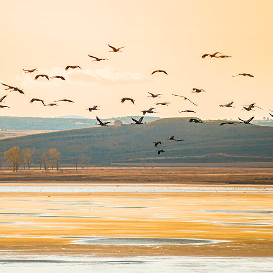 Żurawie nad laguną Gallocanta, Aragonia