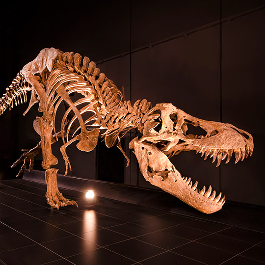 Tyrannosaurus Rex, Paläontologisches Museum Teruel