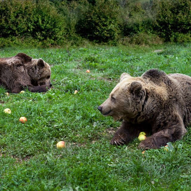 Niedźwiedzie na szlaku Senda del Oso, Asturia