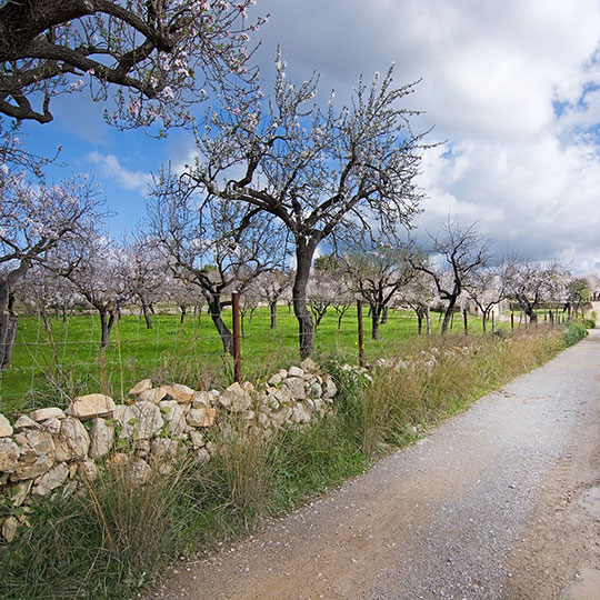 Almond trees in blossom, Mallorca
