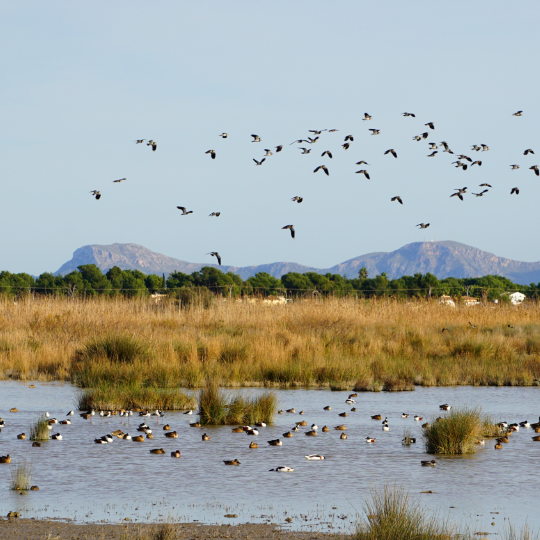 Vögel im Naturpark S'Albufera auf Mallorca, Balearen 