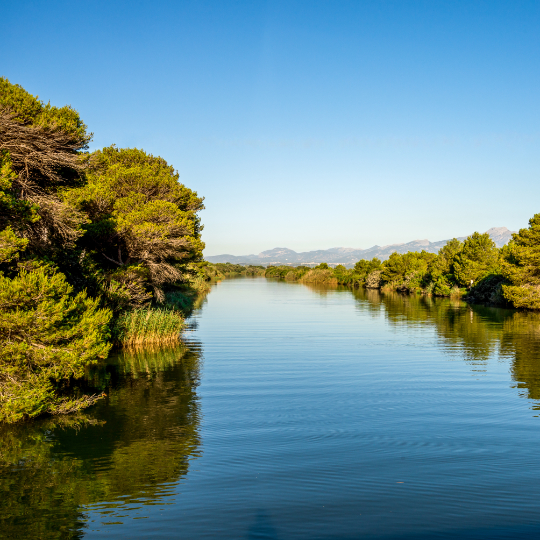 Detalle de laguna en el Parque Natural de la Albufera de Mallorca, Islas Baleares 