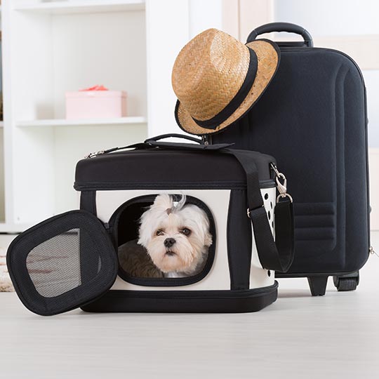 Mascota en maleta de viaje