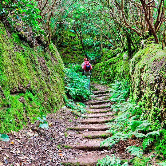 Lorbeerwald. Teneriffa, Kanarische Inseln