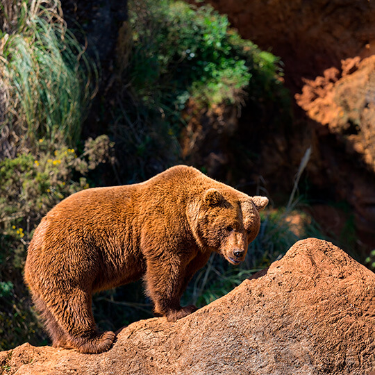 Бурый медведь в Кабарсено.
