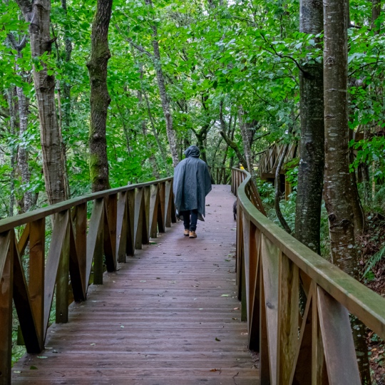 Hiker crossing a wooden walkway in Bosque Cabezón, Cantabria