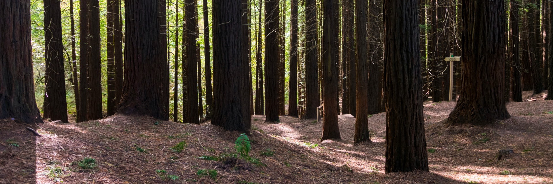 The natural monument of the sequoias of Monte Cabezón, Cantabria