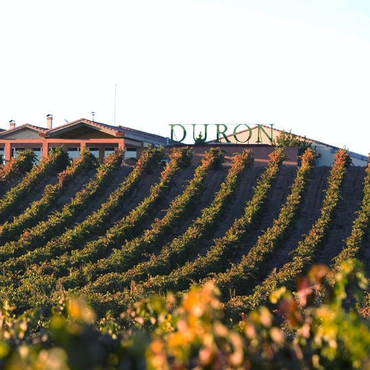 Bodegas Durón, sur la route du vin Ribera del Duero